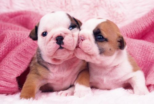 ³¯Ïʲ»¶Ï¿ª·¢ÀûÓø÷ÖÖÄÜÔ´×ÊÔ´¸ÄÉÆµçÁ¦¹©Ó¦