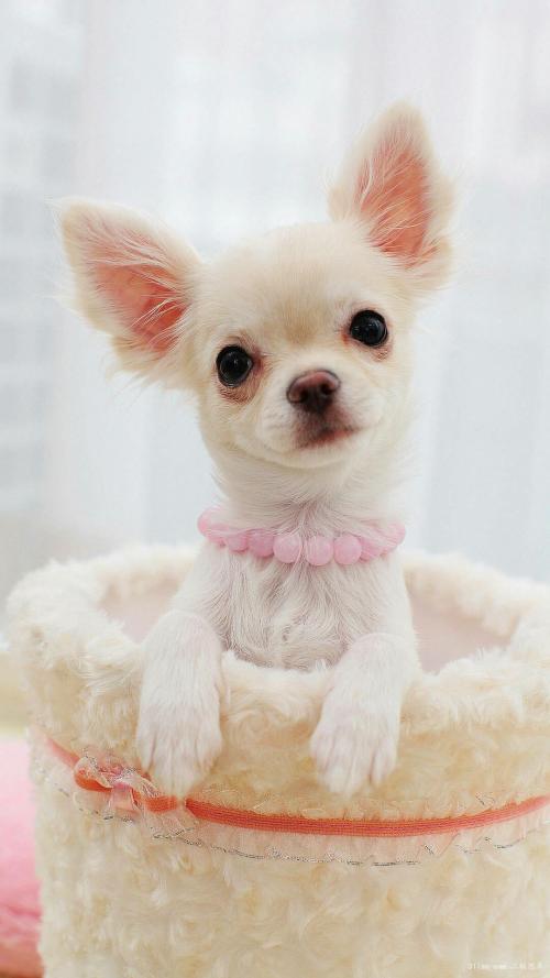 特朗普签署新一轮支出法案应对日趋恶化新冠疫情