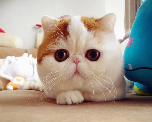 ͨ䲿Сͳ޾Ӫ߲泵ṩ